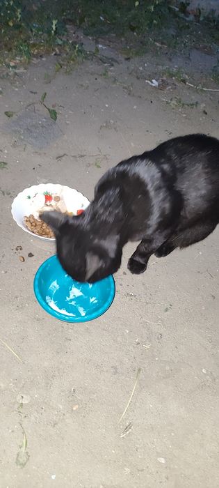 Кострированный котик ищет дом