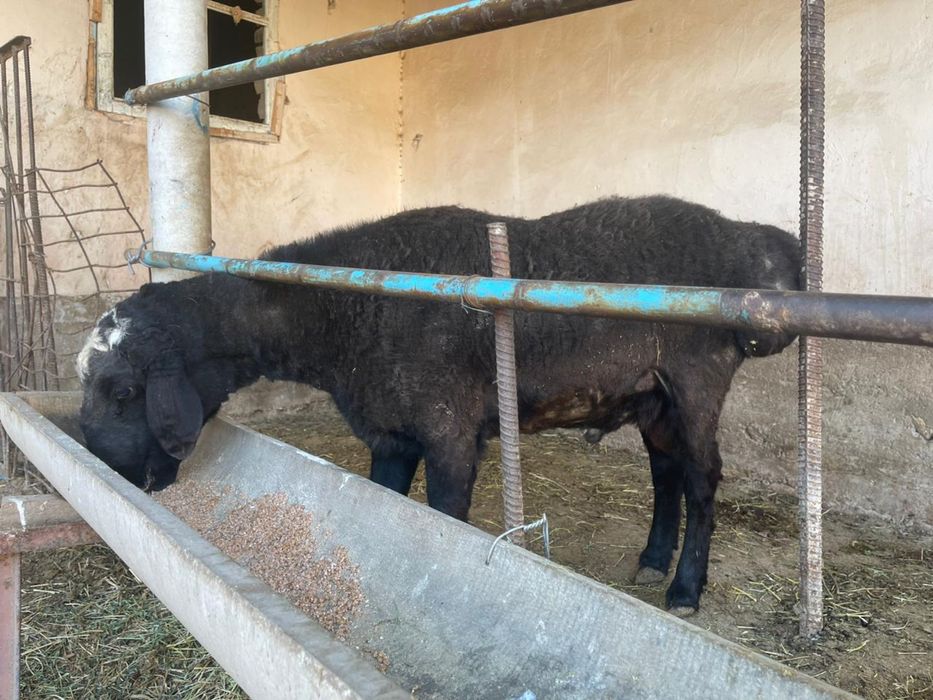 Қисары қошқар