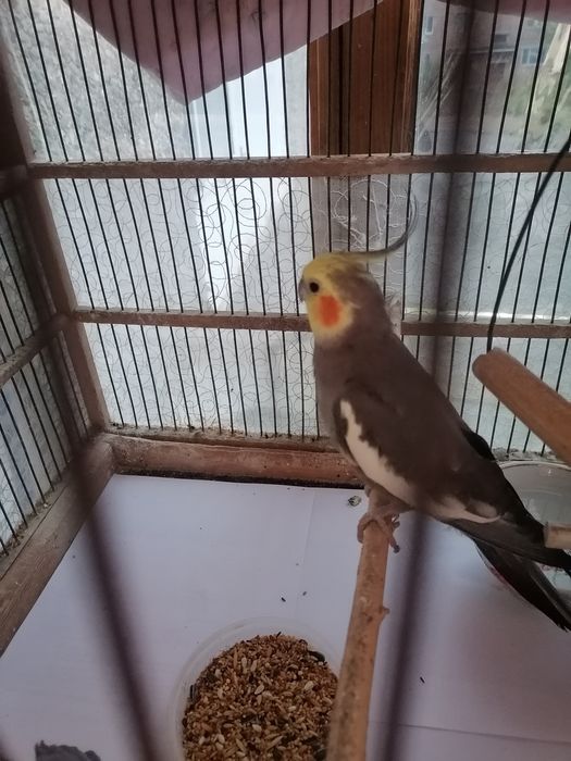 Продам попугаев карэлла самец и самка