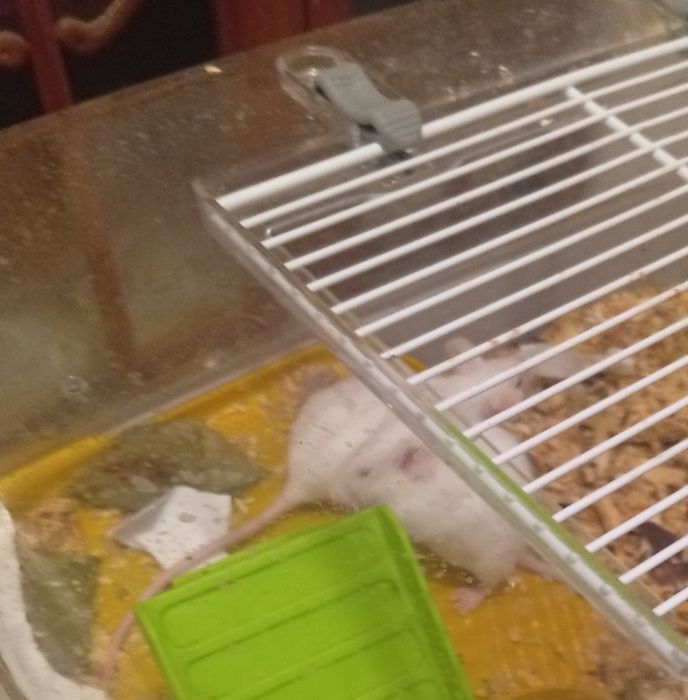 Vând șoricei albi de casă șoricei de experiment   puiuți 50 lei buc. Și zebre australiene 75 lei bucata.