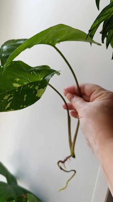 Сингониумы и филодендроны