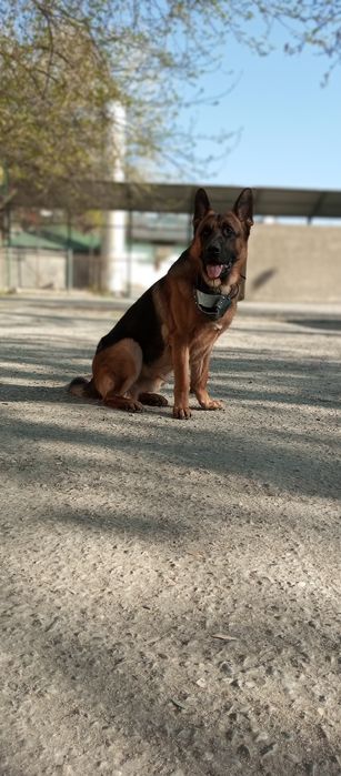 Собака немецкая овчарка на вязку. SOTILMAYDI!!!