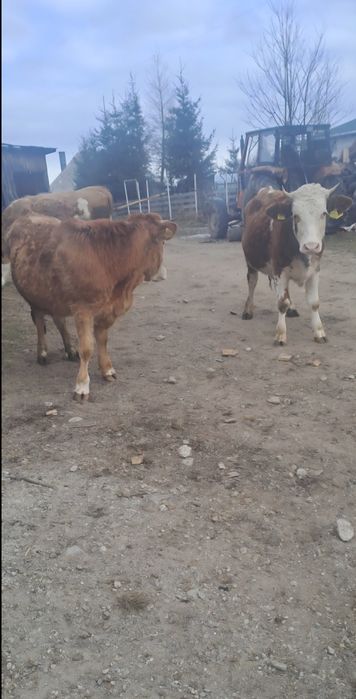 De vânzare 2 junici