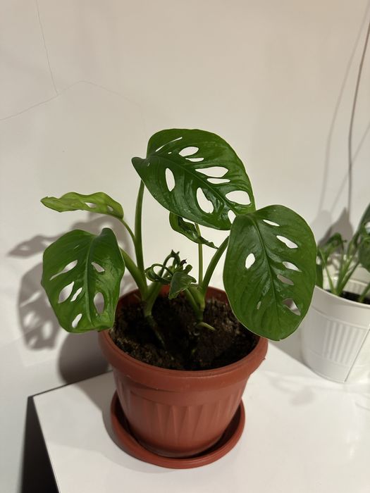 Monstera Adansonii