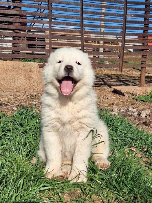 Алабай(средноазиатска овчарка)