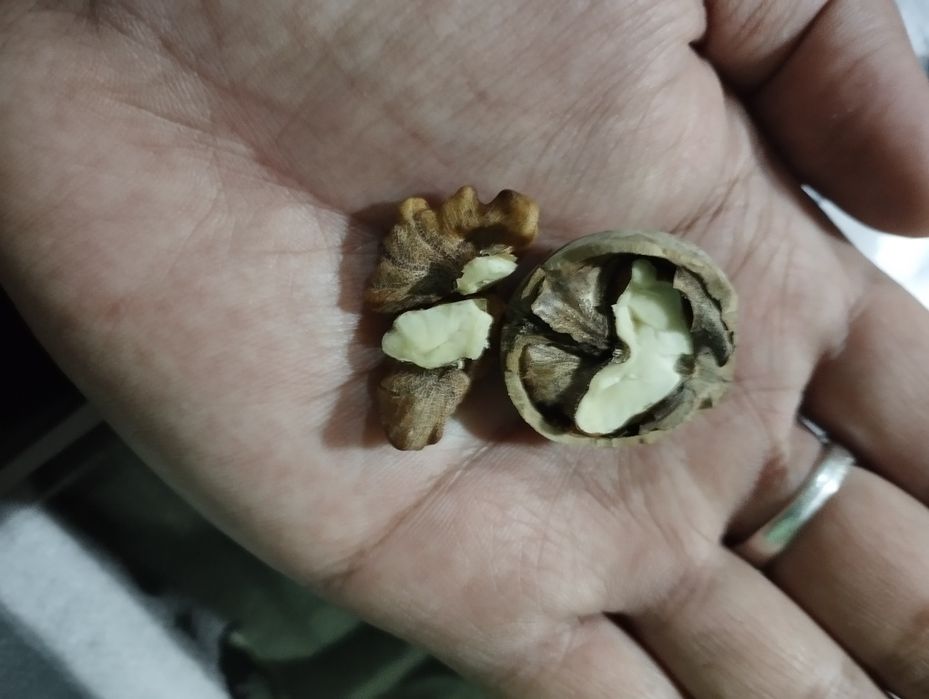 Продаются грецкие орехи