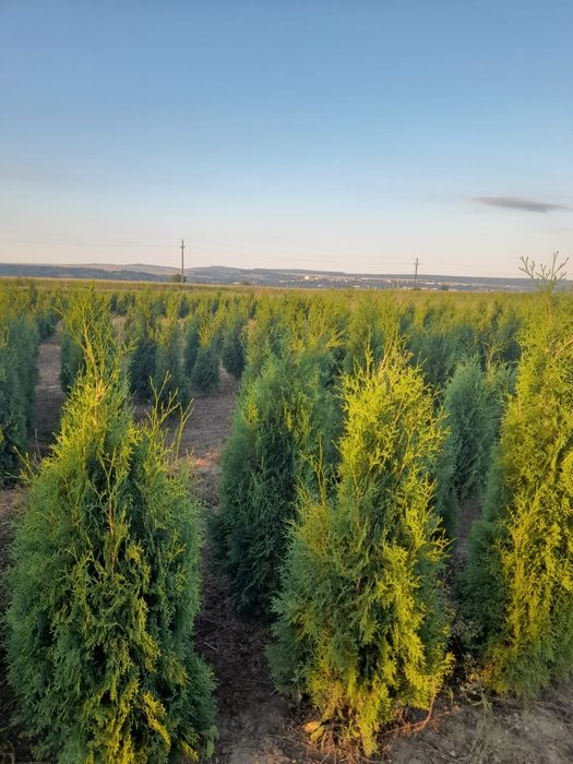 Tuia direct de la producator