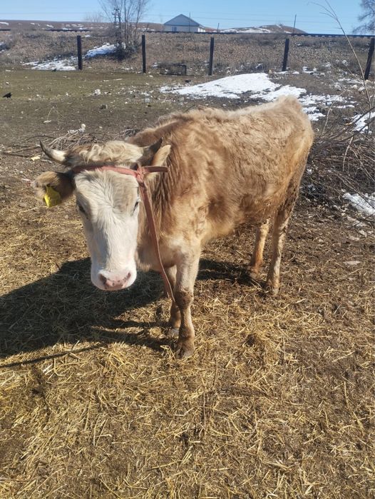 Продам молодую.