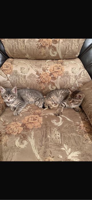 Отдам котят в хорошие руки