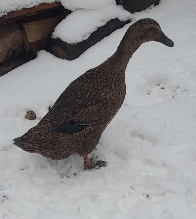 Vând rațe indiene crescute la țară