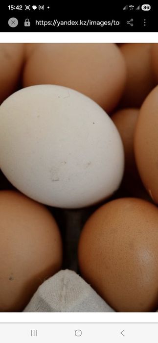 Яйцо домашнее пищевое