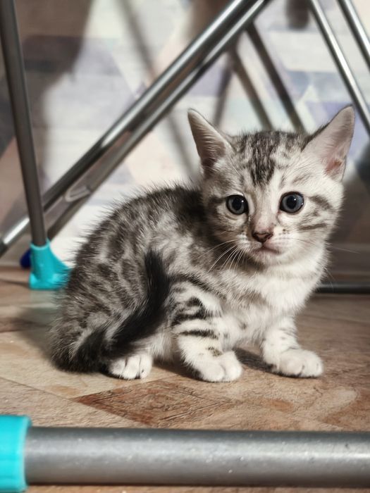 Бронь на  бенгальских котят