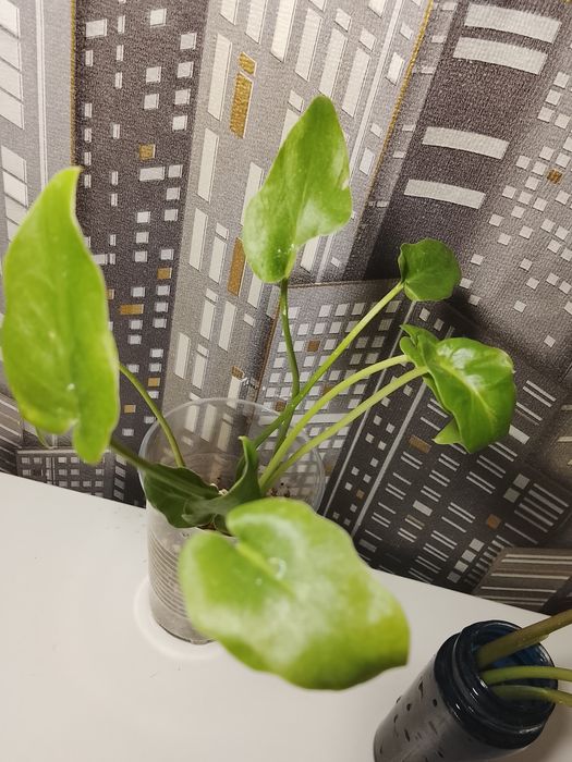 Филодендрон детка