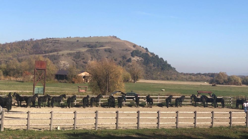 Friesian Frizian Friz armăsar iapa manz