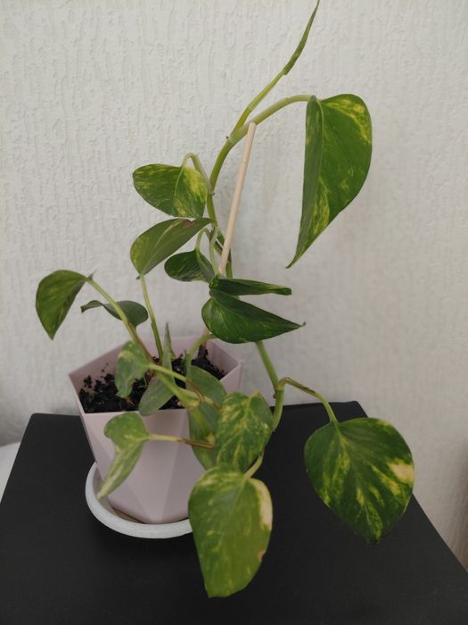 Комнатные цветый разные 1000