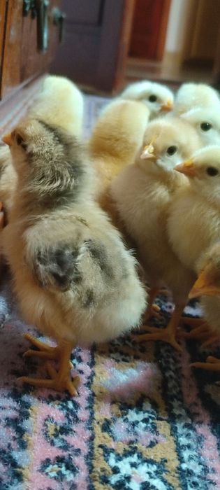 Pui Kabir 12 bucăți