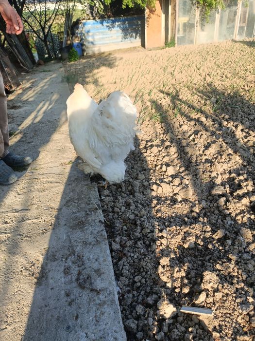 Cocoș brahman alb