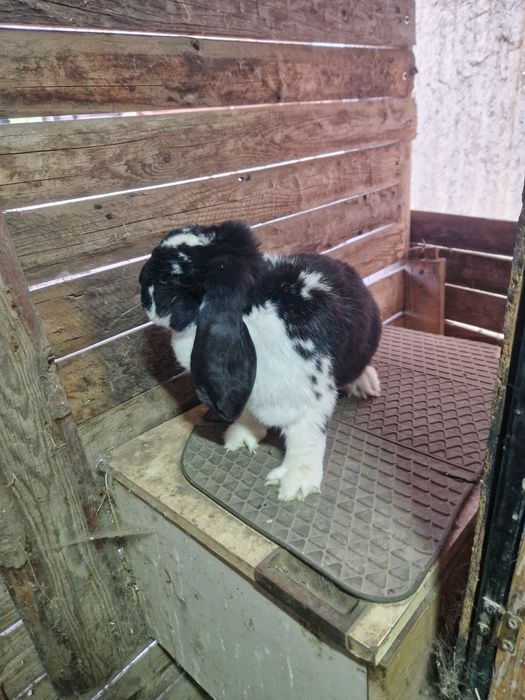 3 femele berbec german