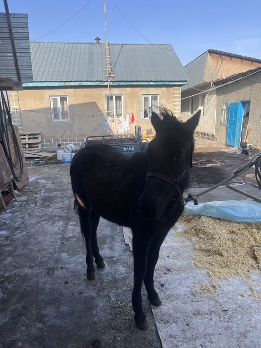 Ургашы 1.5 жасар