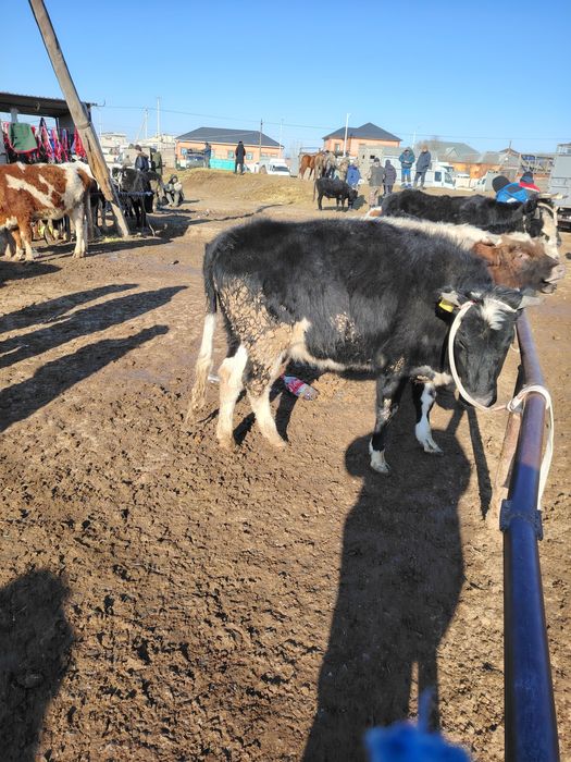 Қашар сатылады 350мын