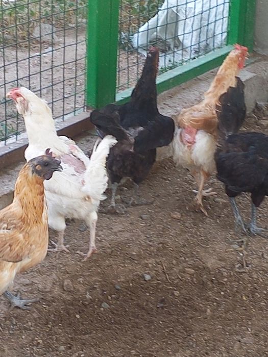 Продаются курочки