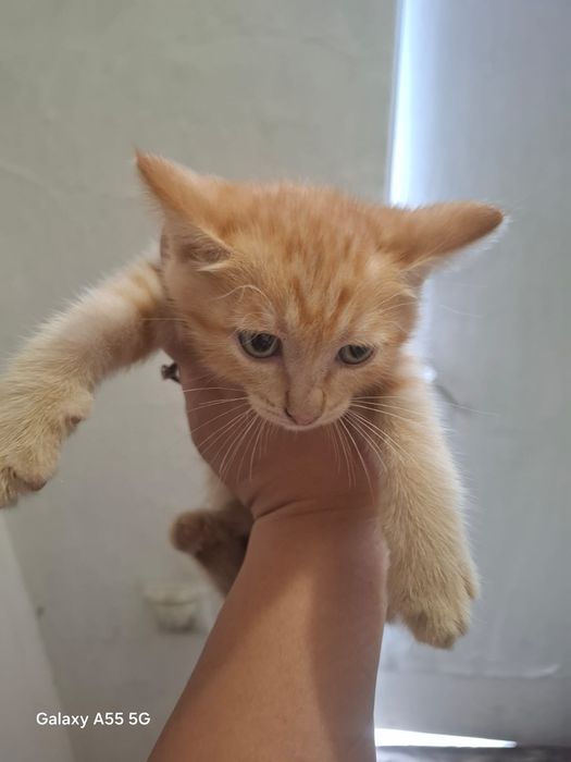 Отдам в добрые руки