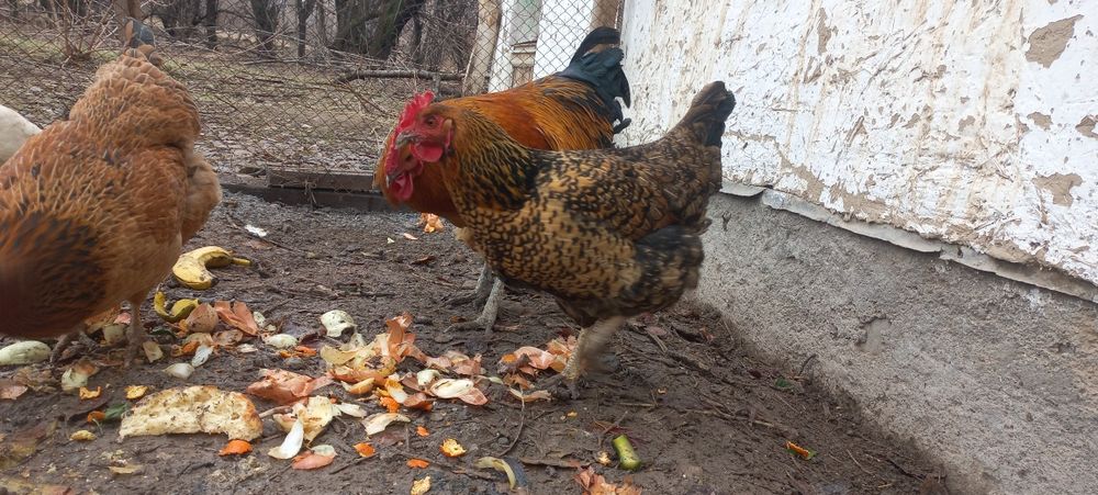 Тауык кораз сатылады