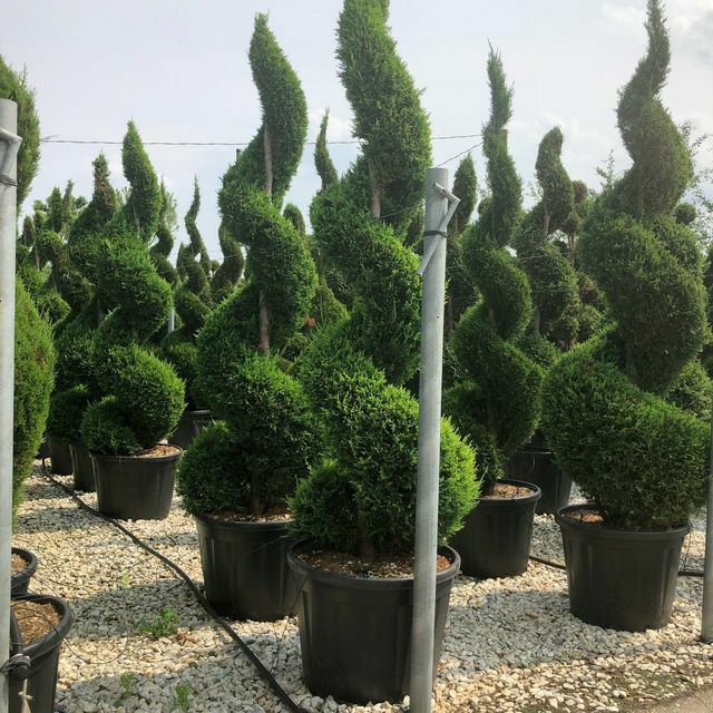 Gazon ekamiz  lanshaft qilamiz