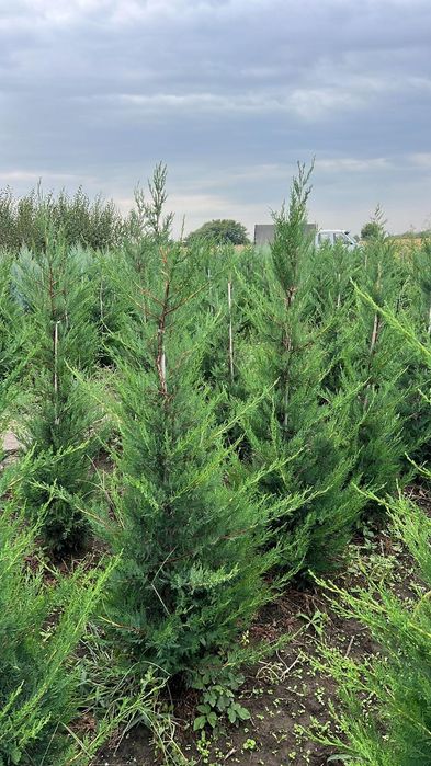 Leylandi chiparos ghiveci sau la balot