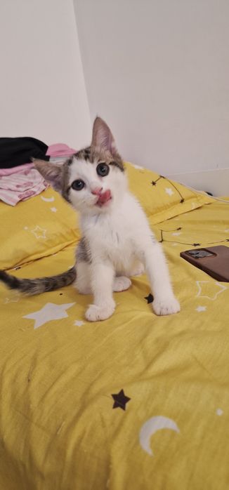 Donez pisoiasi 1 luna si 3 saptamani
