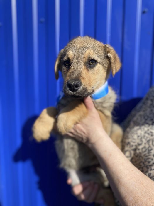 Щенята ищут дом