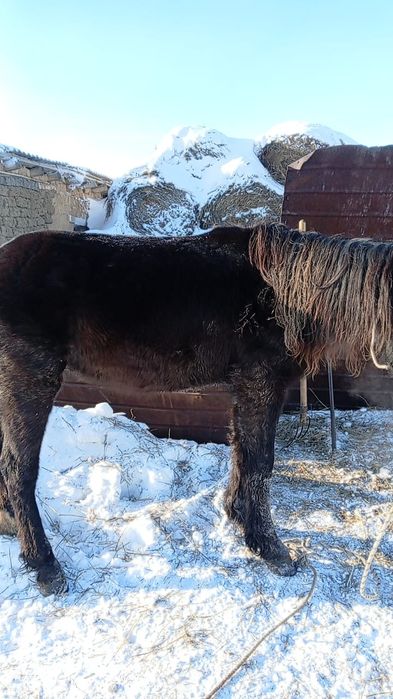 Тай-кунан обученый