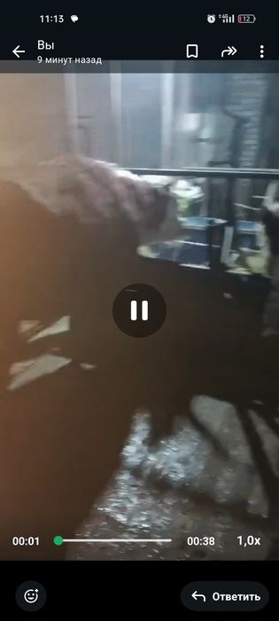 Белоголовые бычки