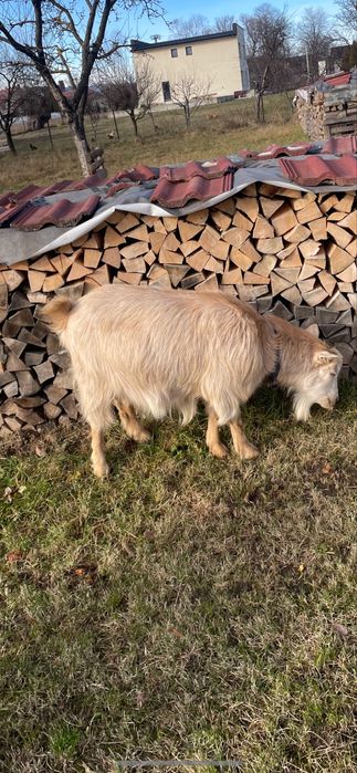 Capre montate cu țap anglonubian pur schimb cu cereale