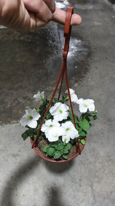 Gul osilma tuvakda