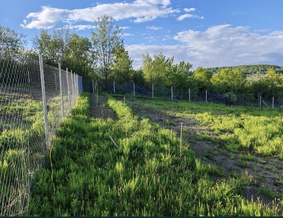 Teren extravilan 10 arii (1000 mp) Bistrita , Dealul Targului