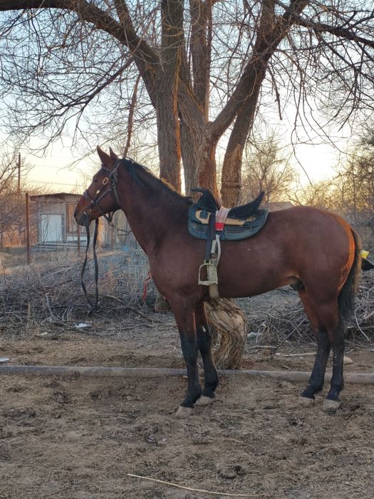Карабайыр айгыр сатылады
