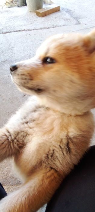 АКИТА Ину   малки кученца