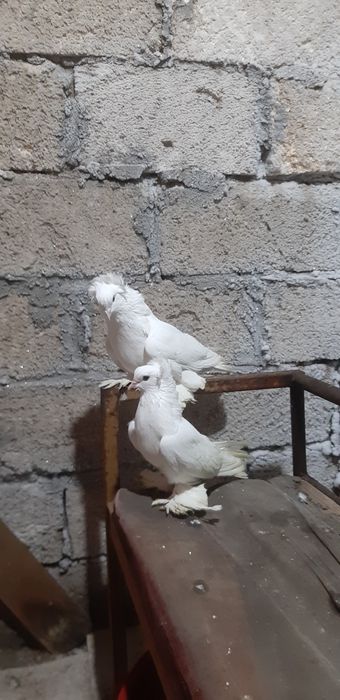 Пара белых чубатых