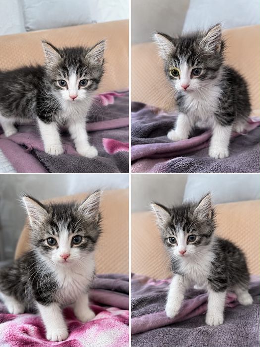 Отдам котят бесплатно