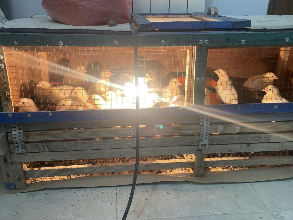 Адлер цыплята.