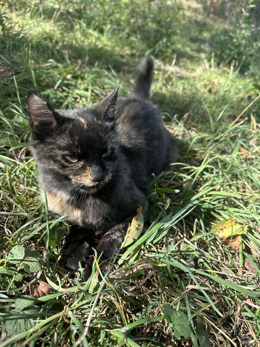 Dau spre adopție o pisicuță.