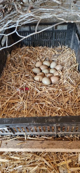 vand oua pentru incubat " fazan comun"