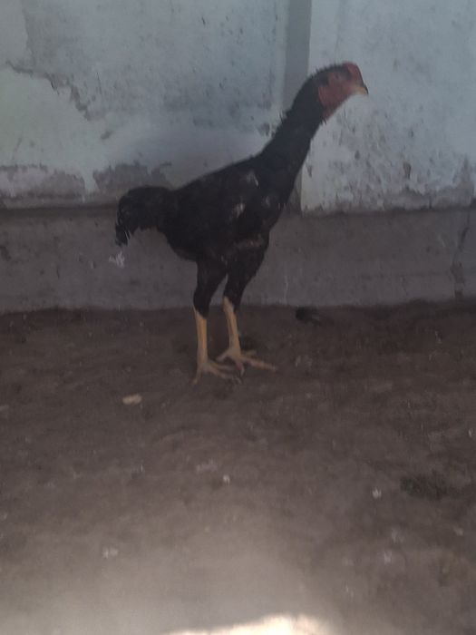 Дакан қораз сатылады.