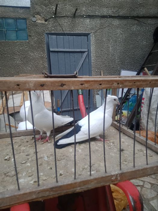 Продам бакинских голубей.