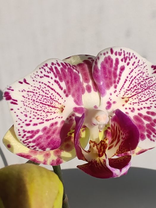 Орхидея фаленопсис