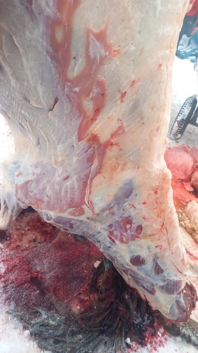 Семіз байталдар сатылады