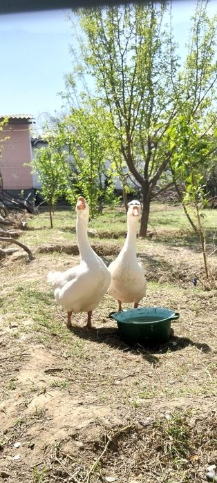 Қаз- Уйрек сатылады 25мын