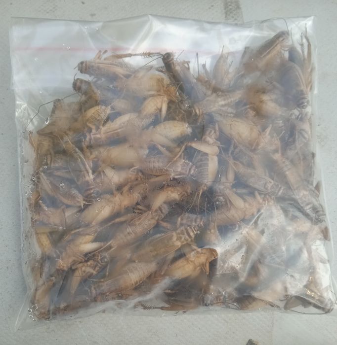 Прикормка для рыбалки