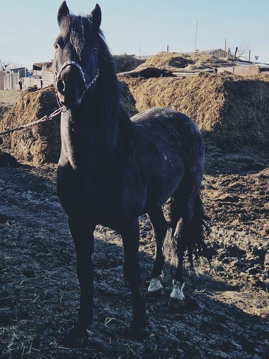 Продам обученного жеребца